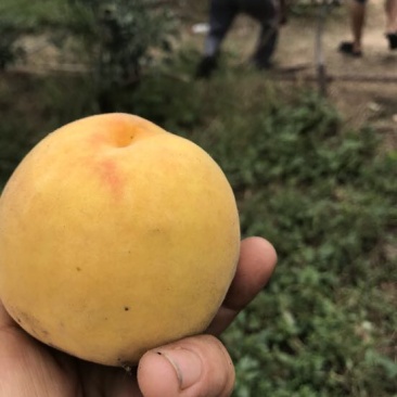 黄金蜜桃3号树苗80cm以上