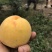 黄金蜜桃3号树苗80cm以上