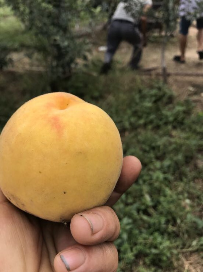 黄金蜜桃3号树苗80cm以上
