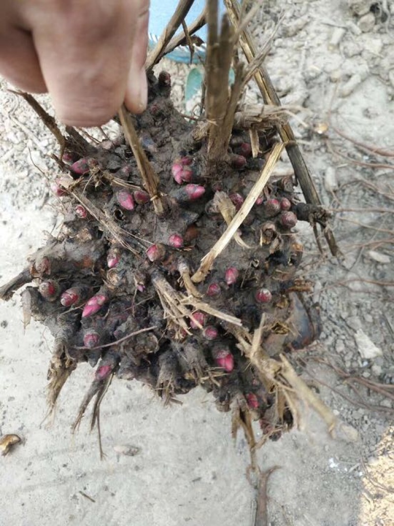 白芍种苗