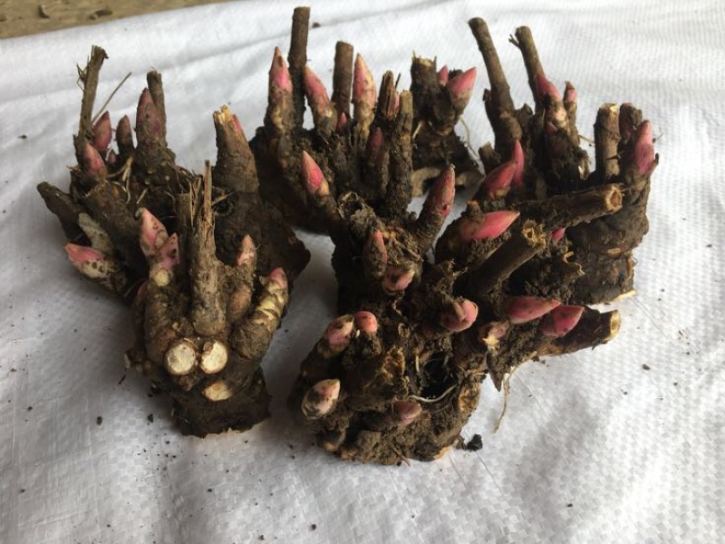 白芍种苗