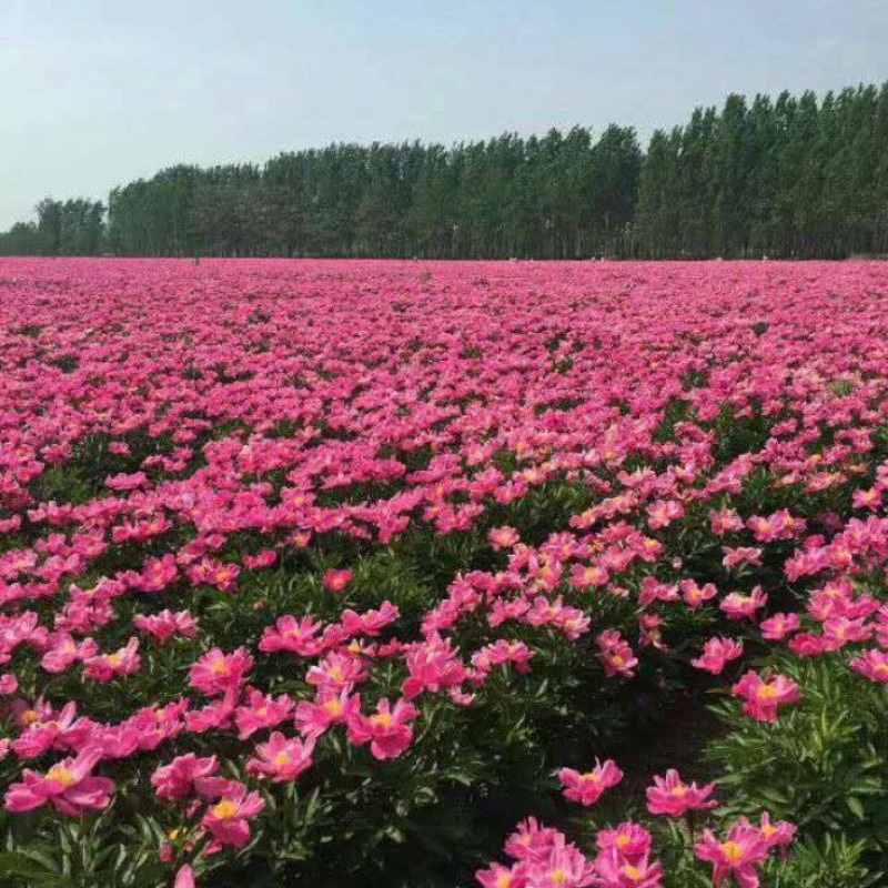 白芍种苗