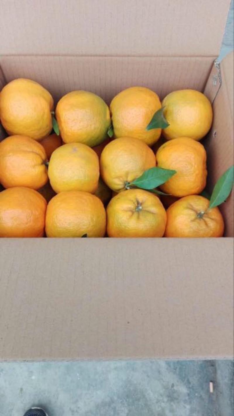 蜜橘产地批发量大从优欢迎咨询订购