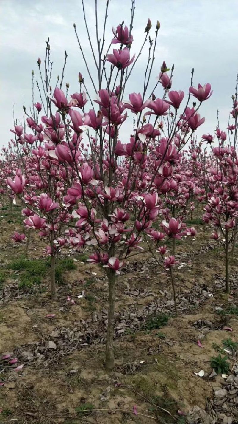 红玉兰1米高保证品种纯度提供种植技术