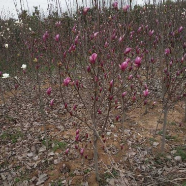 红玉兰1米高保证品种纯度提供种植技术