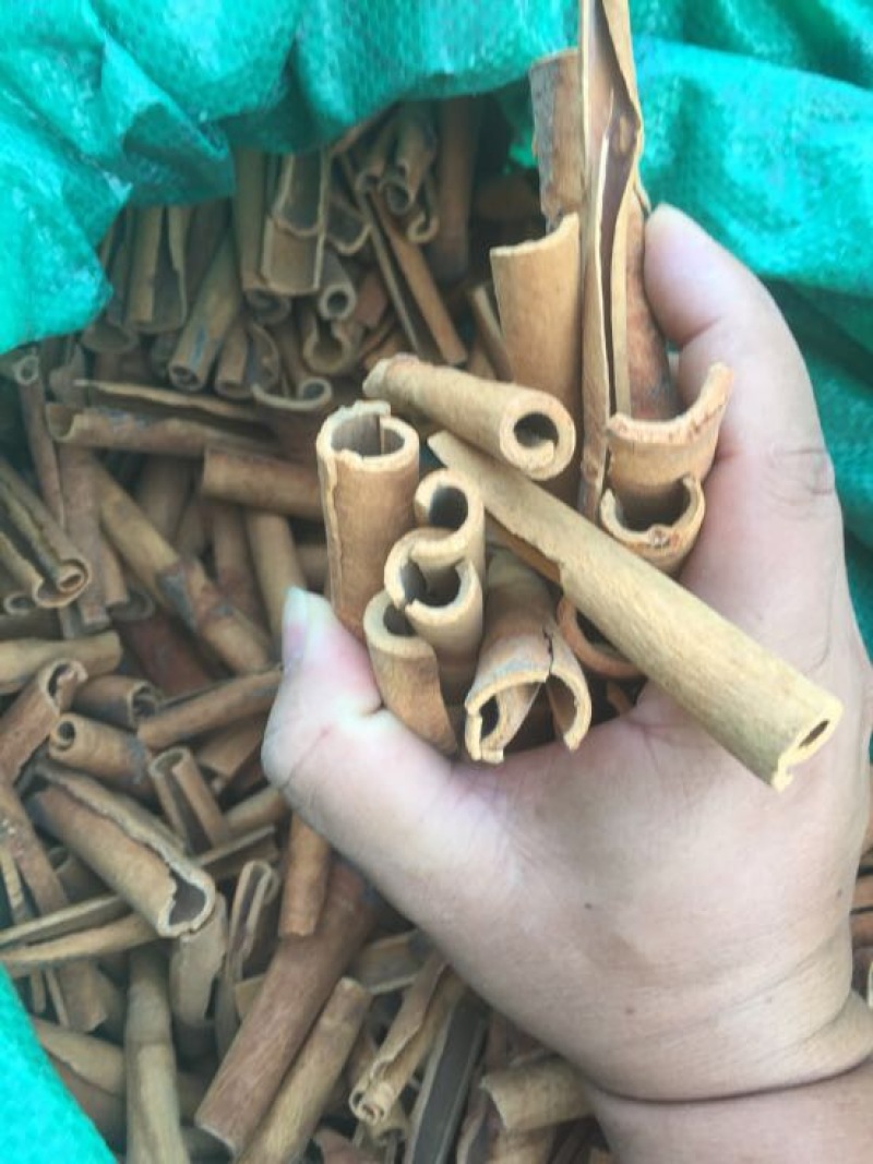 桶桂烟仔桂