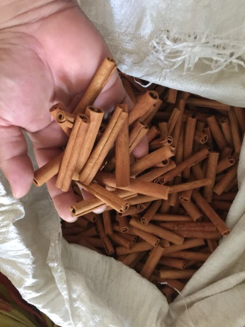 桶桂烟仔桂
