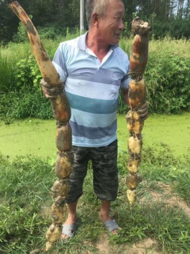 莲藕
