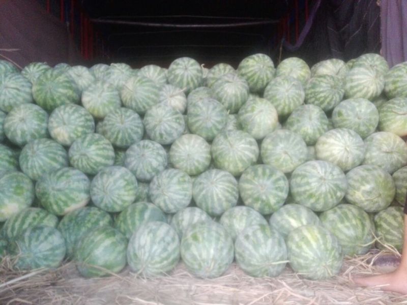 开封沙地翠宝无籽西瓜