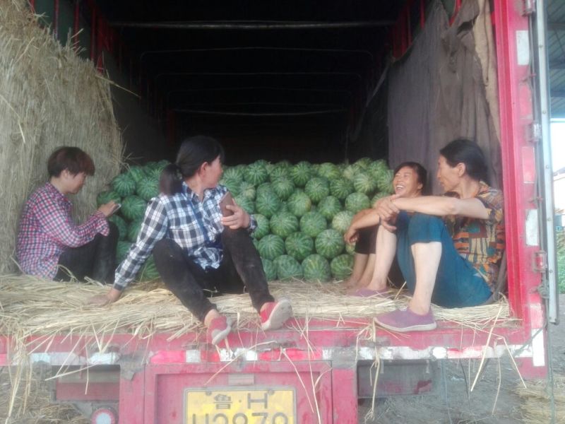 开封沙地翠宝无籽西瓜