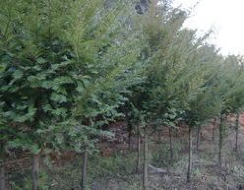 八年红豆杉树