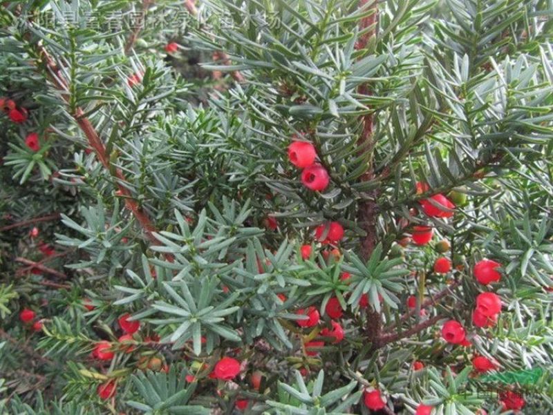 八年红豆杉树