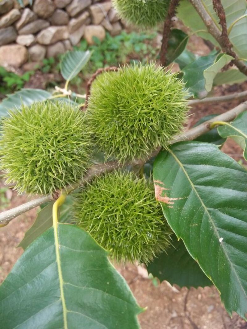 青龙板栗炒栗种大，中，小标