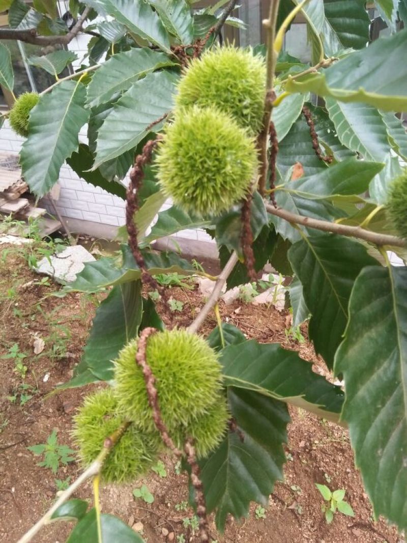 青龙板栗炒栗种大，中，小标