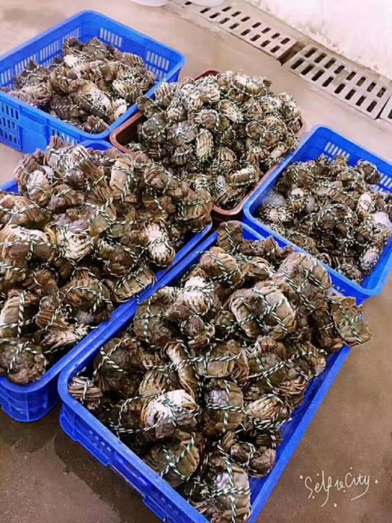 大量批发螃蟹