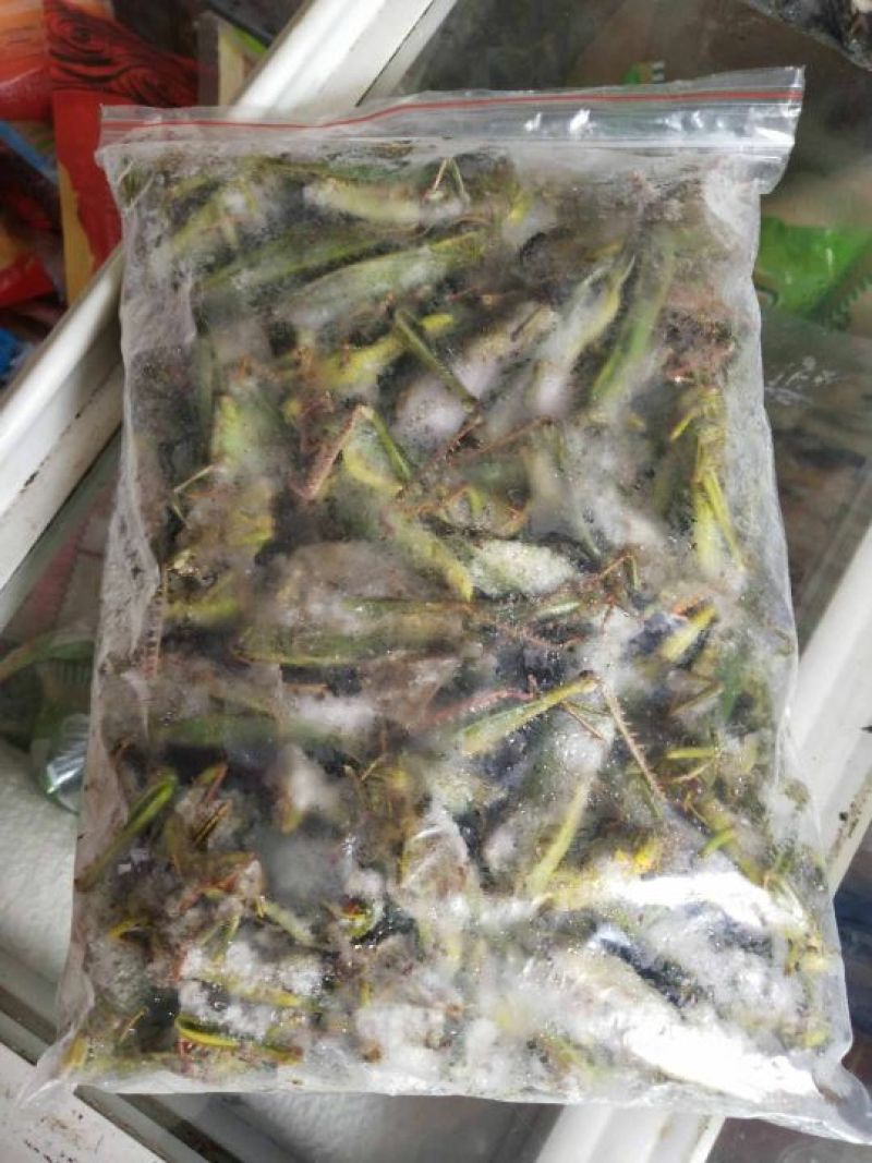 东亚飞蝗食用