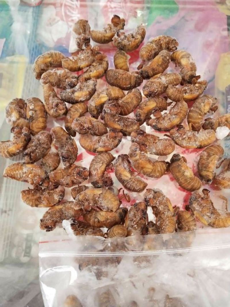 东亚飞蝗食用