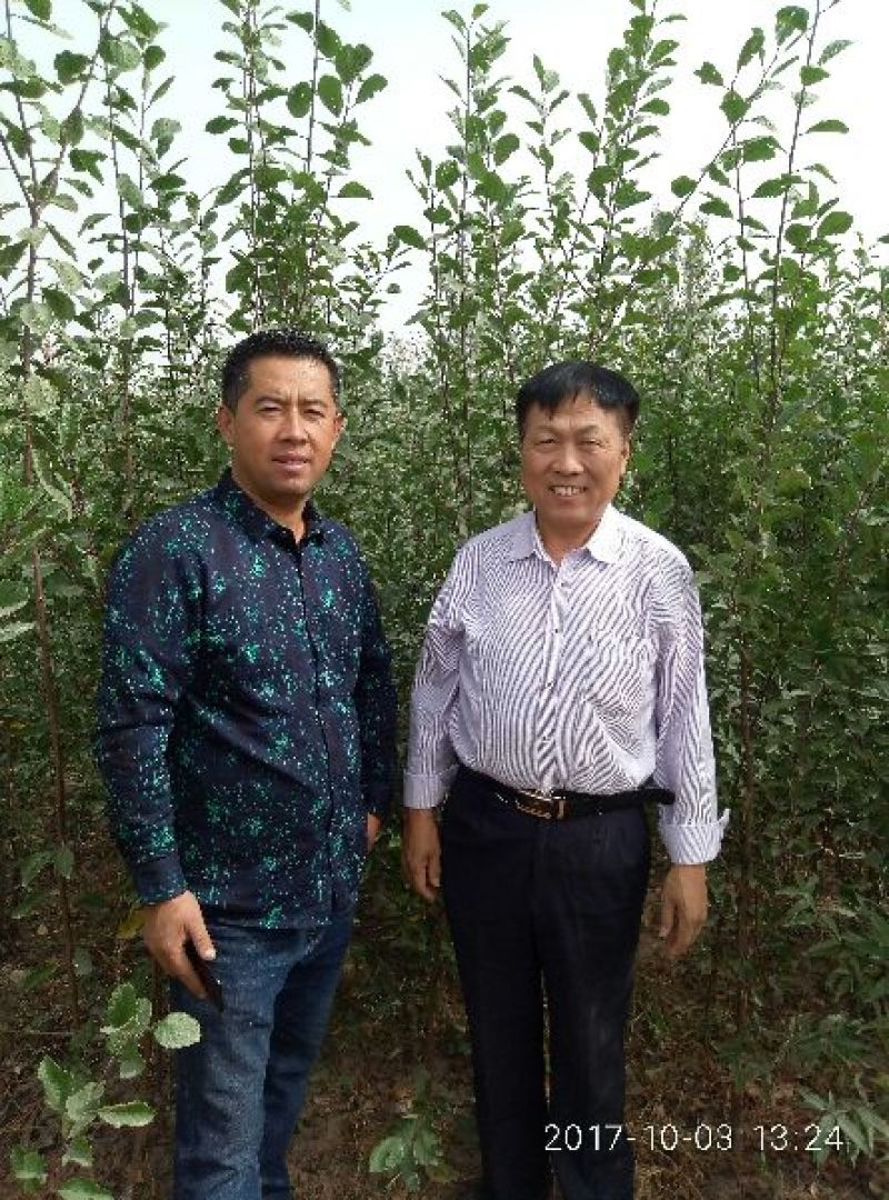 特级苗，双一以上两年苗