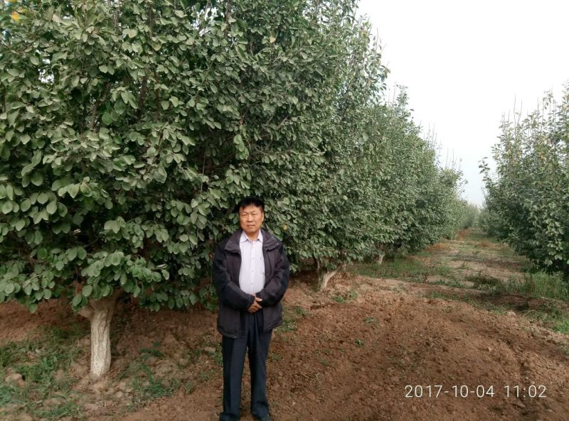 特级苗，双一以上两年苗