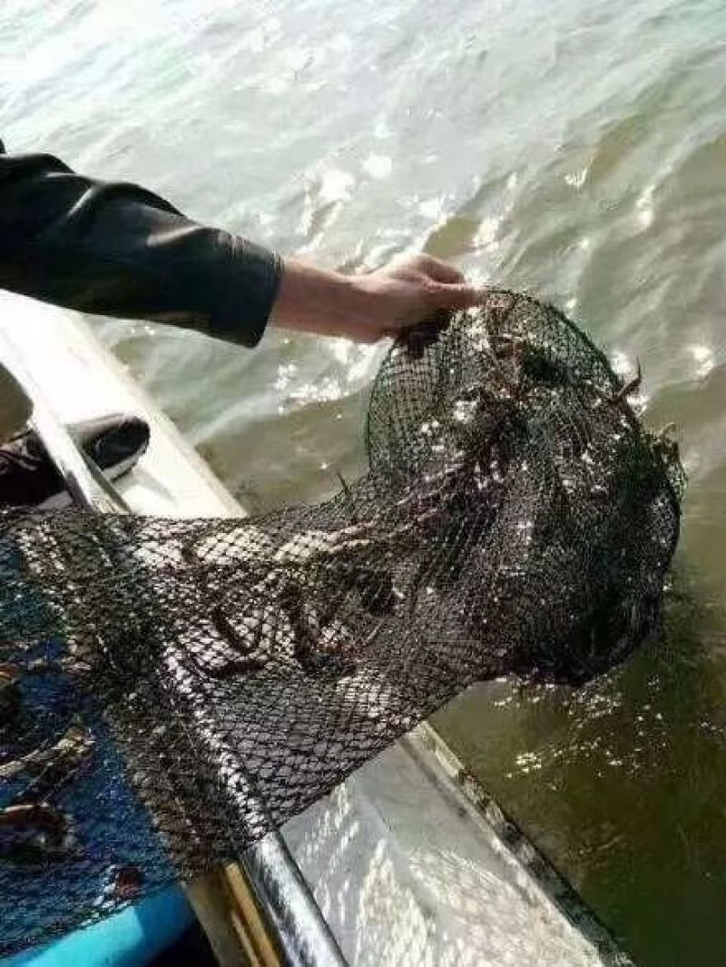 阳澄湖大闸蟹