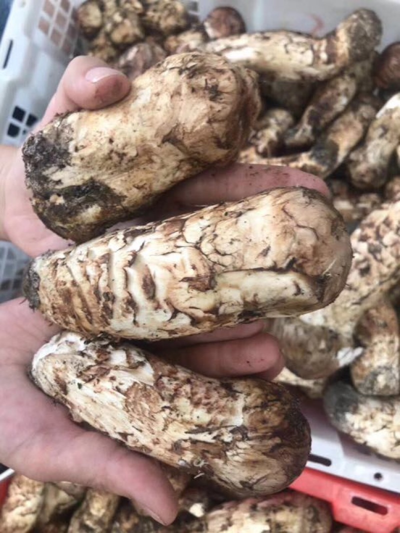 松茸8厘米以上一级