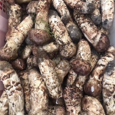 松茸8厘米以上一级