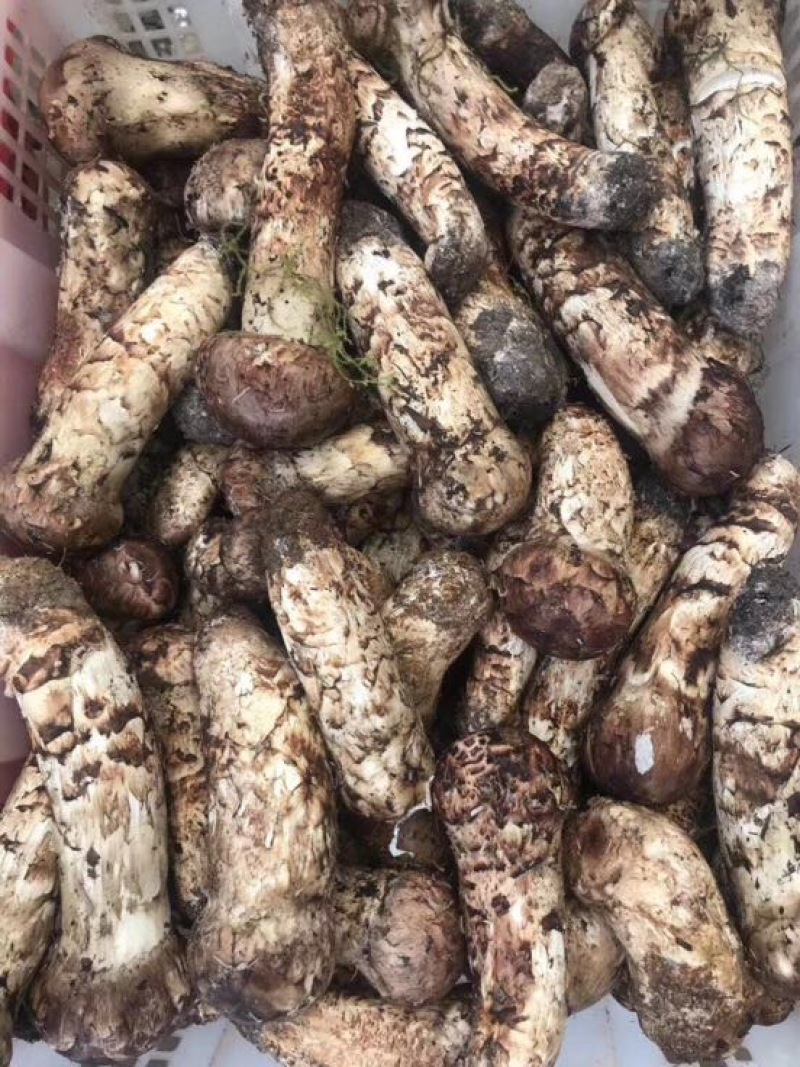 松茸8厘米以上一级