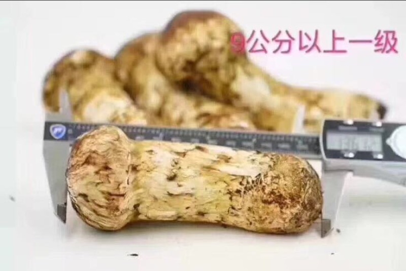 松茸8厘米以上一级