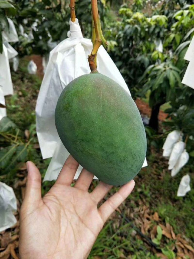 海南青皮黄皮澳芒长期批发供应