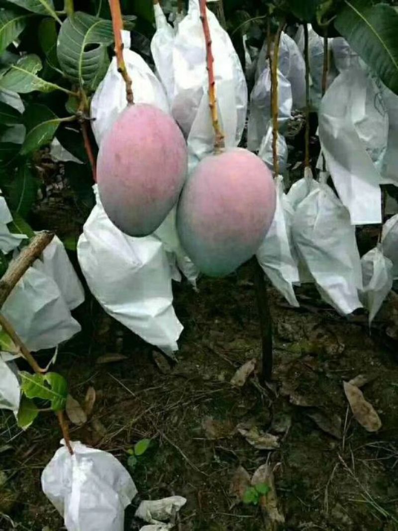 海南青皮黄皮澳芒长期批发供应