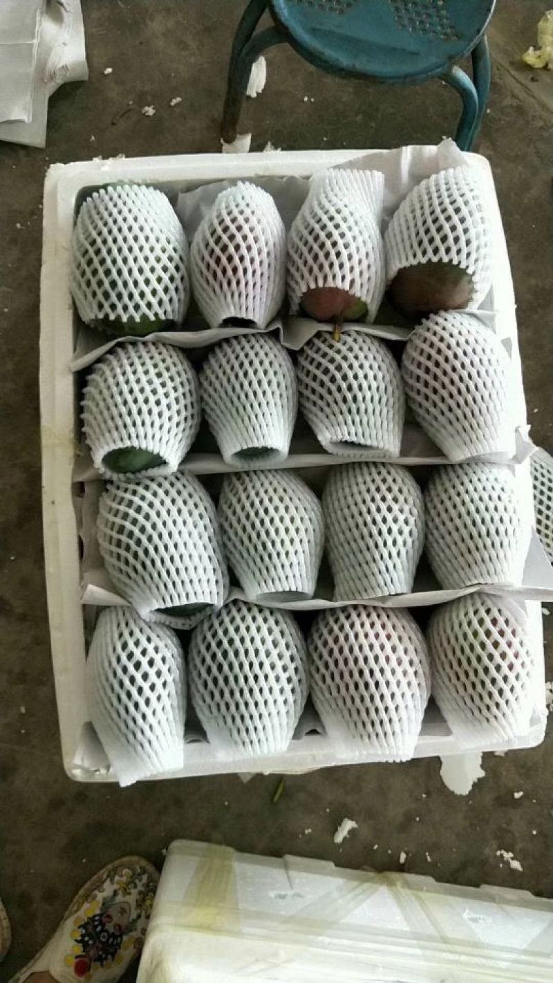 海南青皮黄皮澳芒长期批发供应