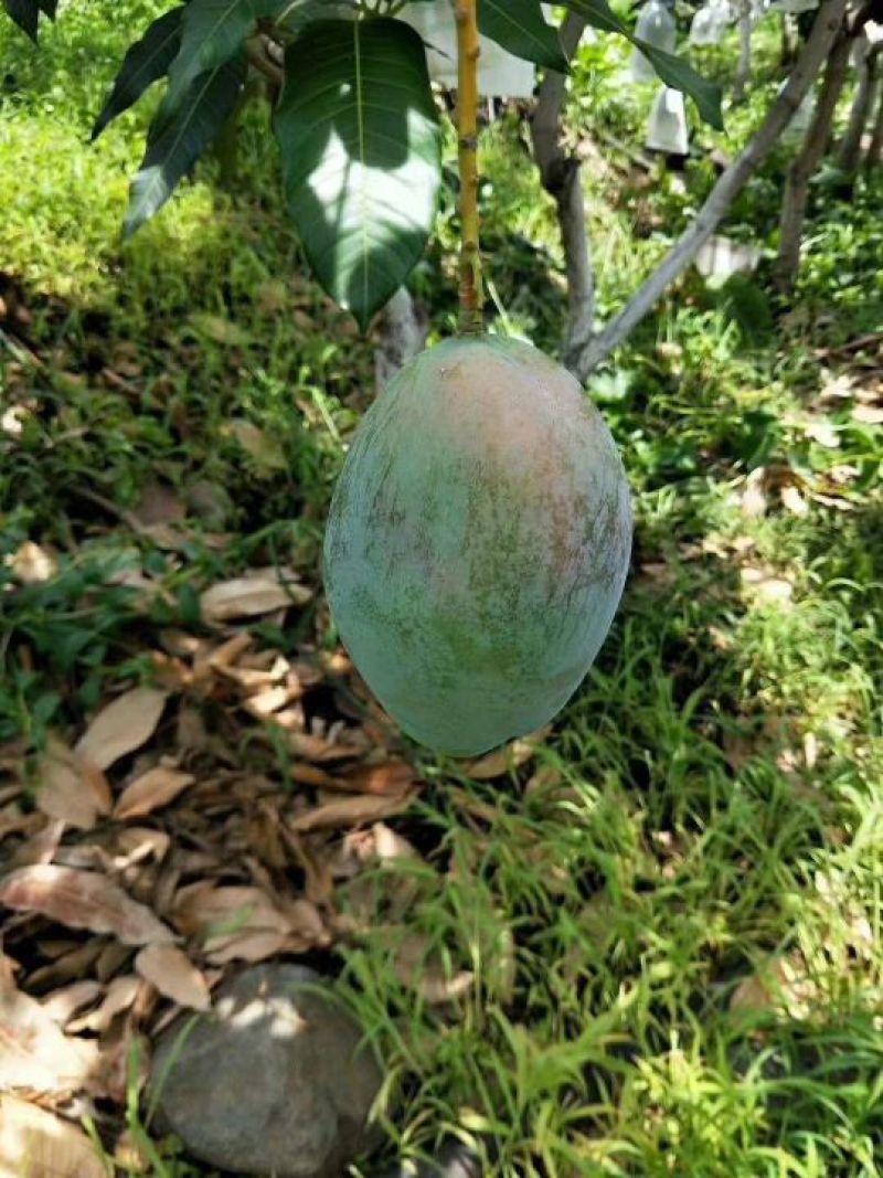 海南青皮黄皮澳芒长期批发供应
