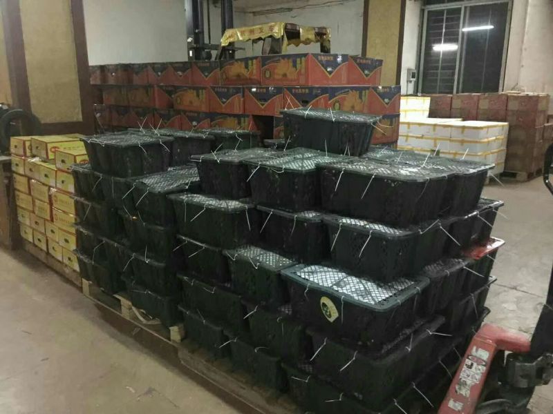 海南澄迈桥头富硒红薯板栗地瓜基地常年批发供应