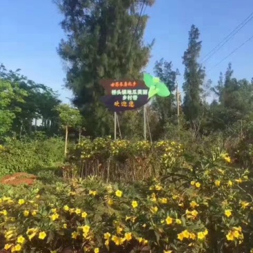 海南澄迈桥头富硒红薯板栗地瓜基地常年批发供应