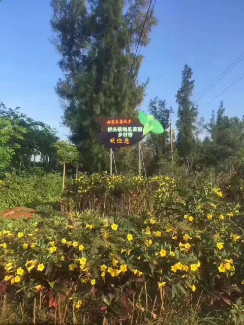 海南澄迈桥头富硒红薯板栗地瓜基地常年批发供应