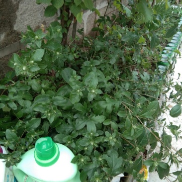 苍术