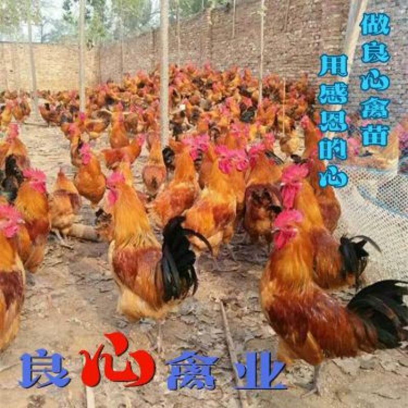 基地直销优质青脚大红公鸡苗红瑶鸡苗另有山地放养土鸡