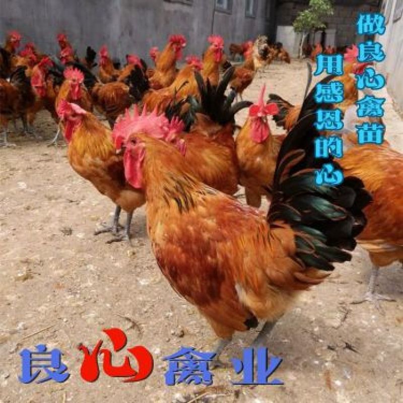 基地直销优质青脚大红公鸡苗红瑶鸡苗另有山地放养土鸡