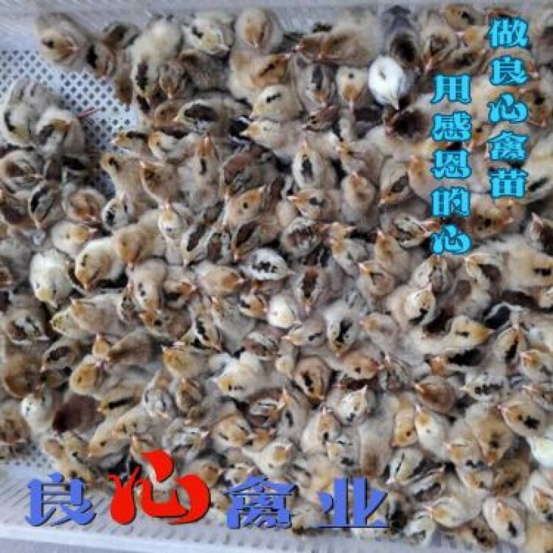 基地直销优质青脚大红公鸡苗红瑶鸡苗另有山地放养土鸡