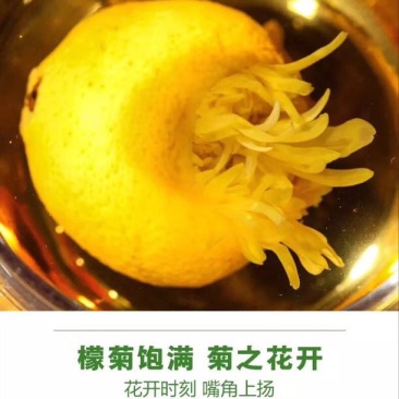 菊花茶一级