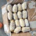 箱装冷库土豆露天新薯上市量大品质非常好，