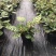 孔雀竹芋叶片多口径160基地直销量大从优一件起批