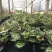孔雀竹芋叶片多口径160基地直销量大从优一件起批