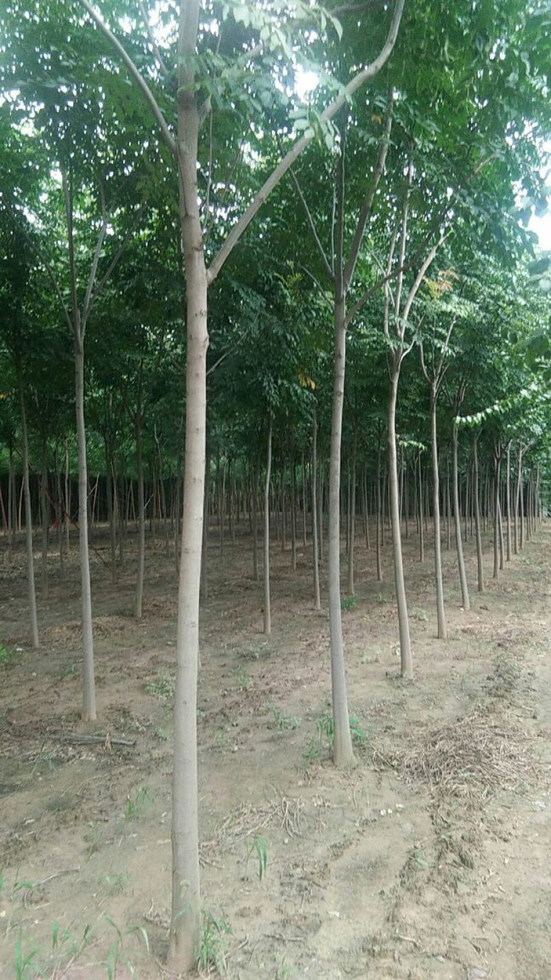 本苗圃出售10-20公分栾树精品树