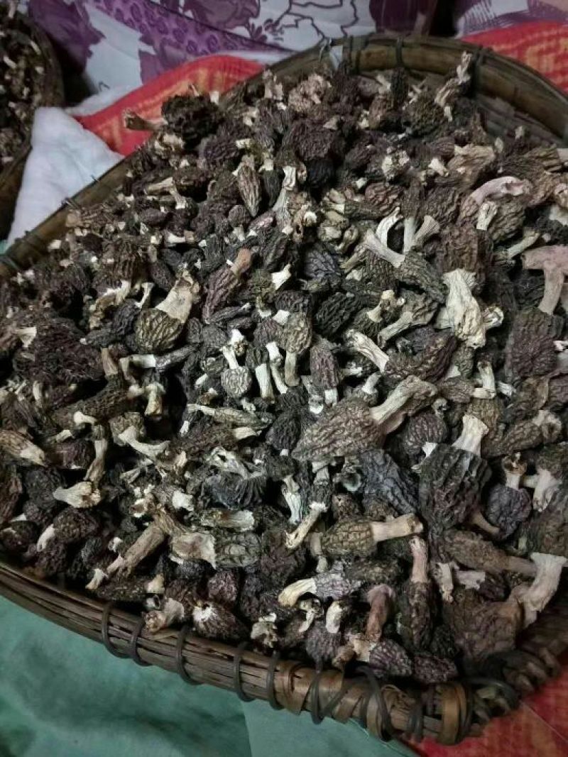 野生羊肚菌