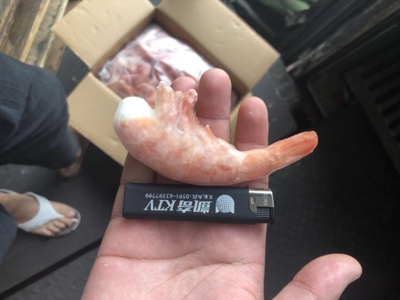 阿根廷红虾L1