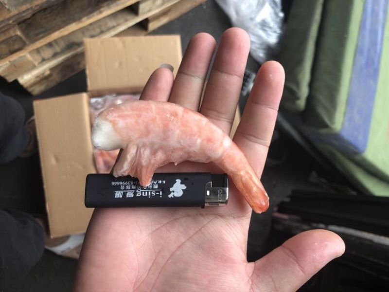 阿根廷红虾L1