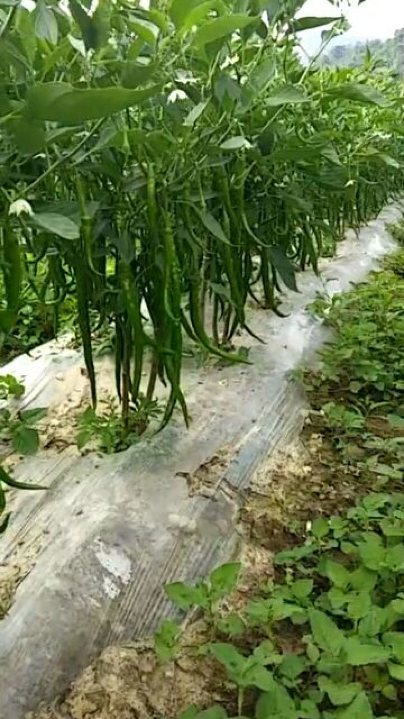 二荆条辣椒，高山货，质量好，价格美。