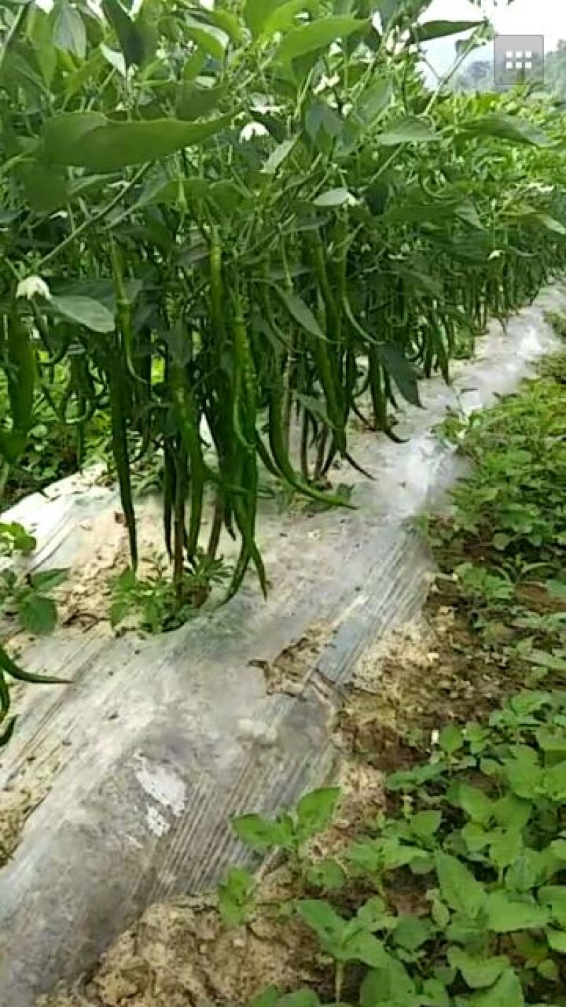 二荆条辣椒，高山货，质量好，价格美。