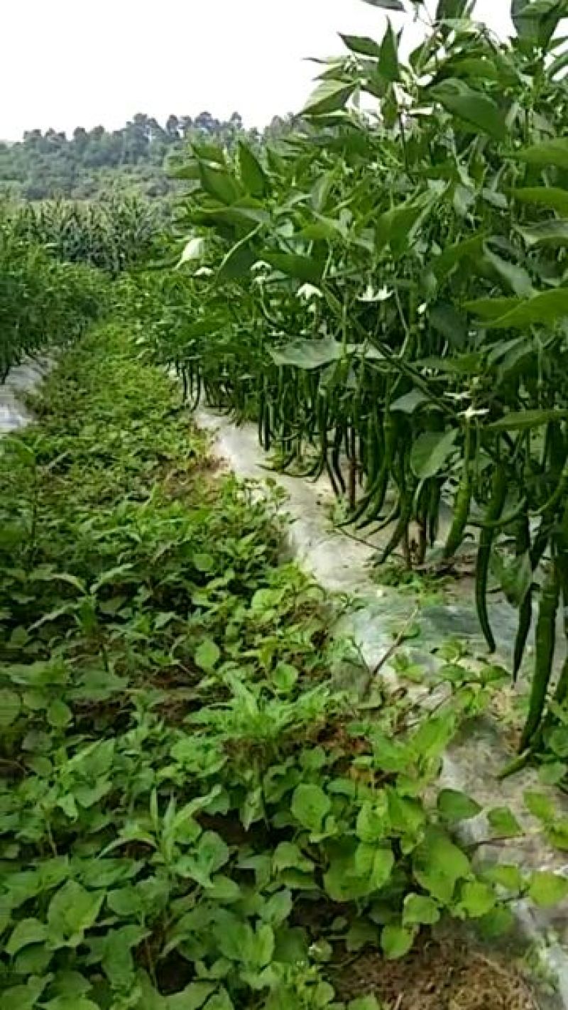 二荆条辣椒，高山货，质量好，价格美。